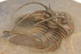 Rare, Spiny Kolihapeltis Trilobite - Atchana, Morocco #206620-3